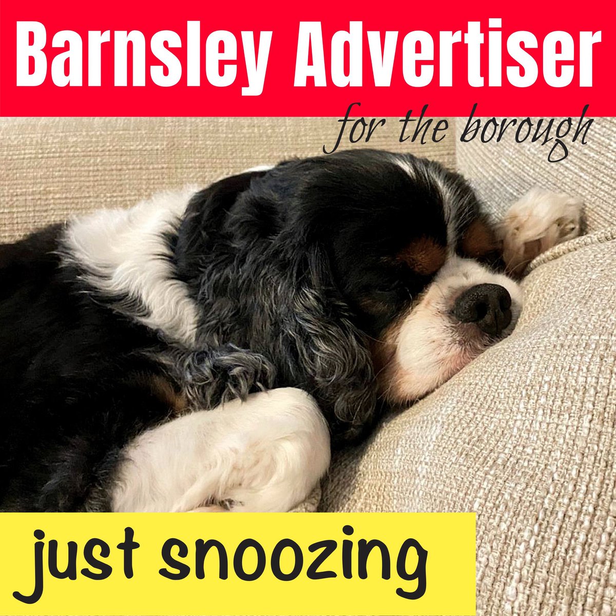 BarnsleyAdv's tweet photo. This is our chilled out Cavalier, Harvey. We’d love to see your pets and feature them in our weekly pet feature! Please inbox us your pics, or email them to hello@print2020.co.uk 🐶🐱🐇🐹 #Barnsley #ForTheBorough https://t.co/c1MYXFWads