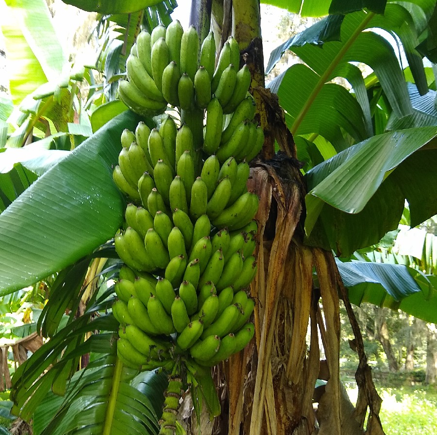 FL_fruitgeek's tweet photo. FHIA-25 is one of the heaviest yielding bananas here in N FL. I've seen stalks of fruit over 50 lbs (22.6kg), & this one looks in that range. Bred for cooking, it's also pretty good ripe/raw. The 10' (3m) trunks sometimes have a problem breaking over.
#banana #FHIA25 https://t.co/5AMC56F56Z