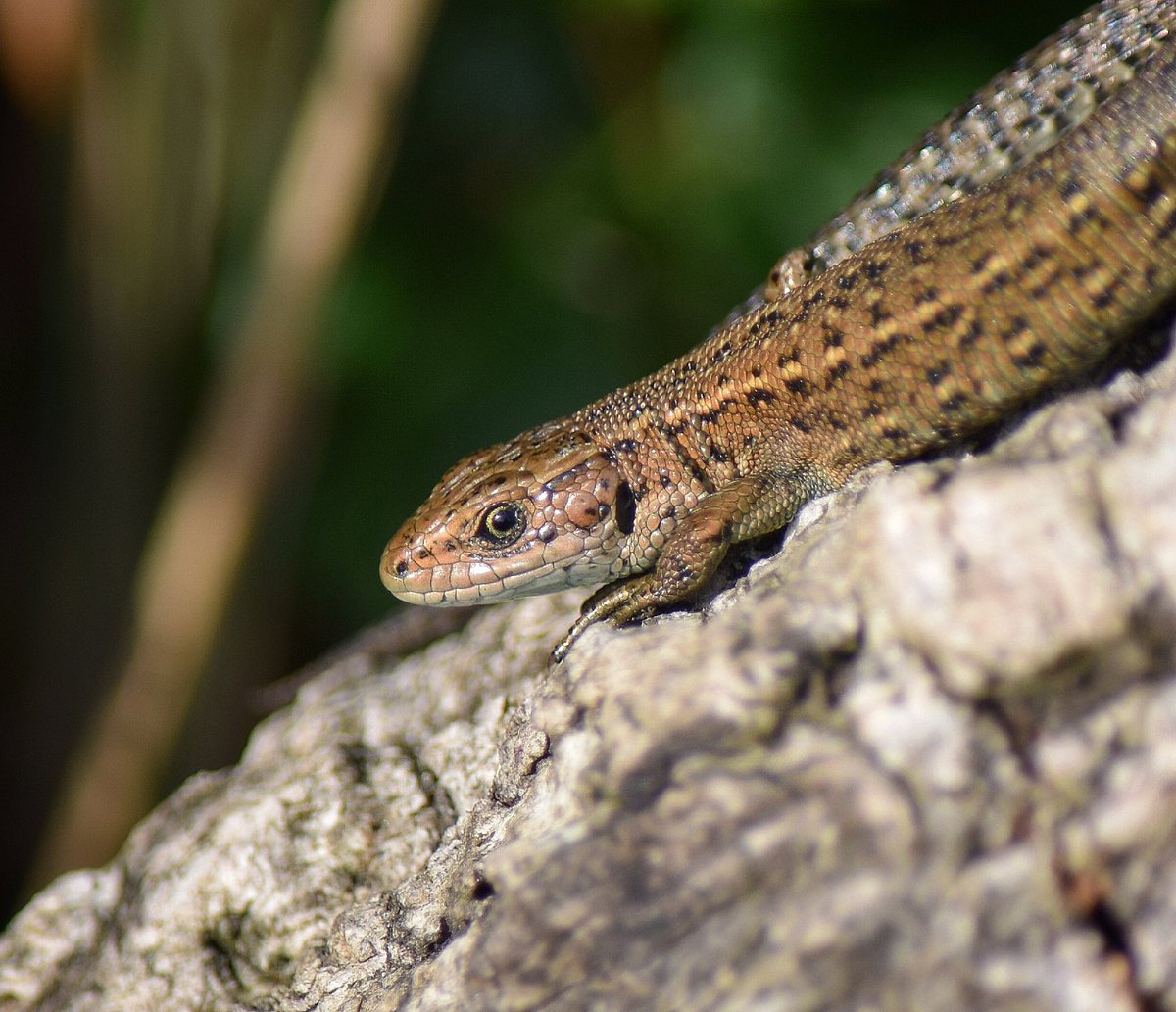 Common lizard 
#commonlizard #ukwildlifeimages #wildlife #nature #naturelovers #NaturePhotography #wildlifephotography #photography #britishwildlife #wildlifecaptures