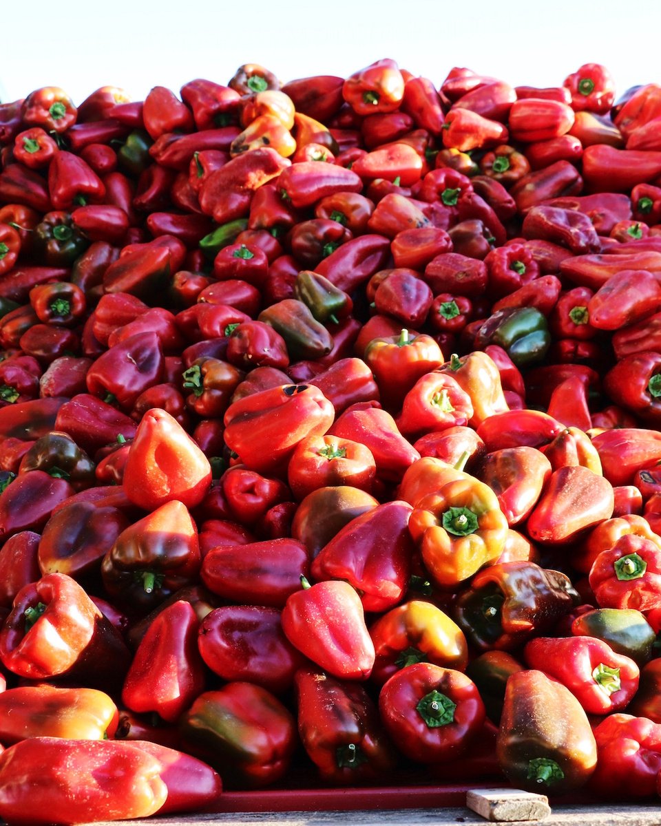 Iberica_UK's tweet photo. Have you ever seen such vibrant peppers? These sweet and juicy delights are supplied to our restaurants by @ibsabierzo, roasted and hand peeled in Castilla y León. Book a table and enjoy them for yourselves! https://t.co/Jm0D4C7JW0 https://t.co/dF81vWQ2u6