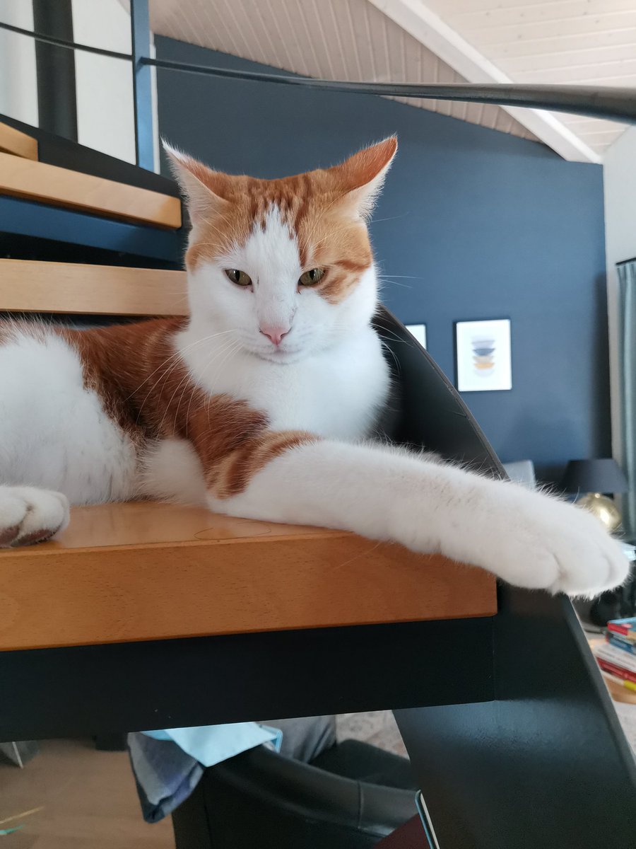 cin_simona's tweet photo. À la recherche de notre chat roux qui n'est pas rentré depuis 2 nuits et qui doit sûrement être enfermé quelque part, on habite dans les hauts de Vevey, en dessous de l'autoroute si tu habite le quartier, merci de partager ce post :( https://t.co/9mcEMbMxoM