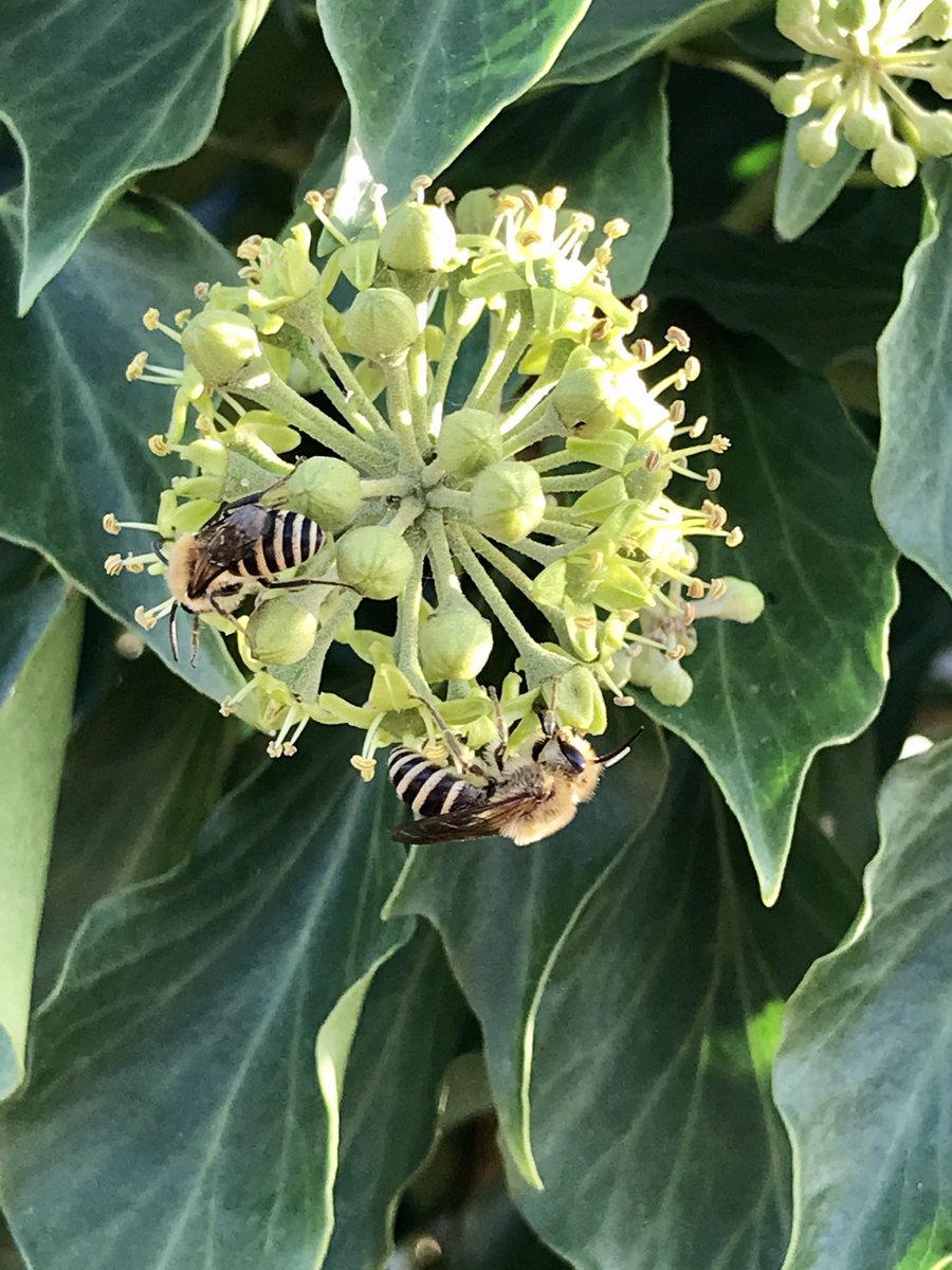 TonyDevenish's tweet photo. These gorgeous Ivy Mining Bees were at the back of Hunstanton today! ⁦@BumblebeeTrust⁩ https://t.co/emk721ChHA