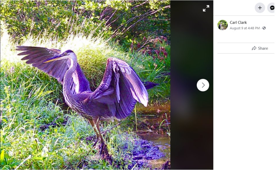 16/ Clark posted photos of a distinctive purple bird on his Hootenanny Telegram channel.Like a lot of Proud Boys, Clark doesn't have a Facebook account.But his father does, and he posted the same bird photo.