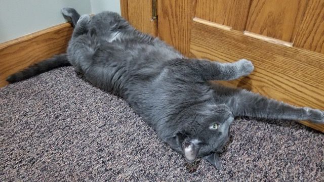 It’s finally #Caturday! 🐈 

So why not be curious, do a few stretches, and get the important stuff done- such as a luxurious nap in the sunshine ☀️ 

#selfcare #felinefriendsforever #gameindustry #madewithunity #gamingnews #rpg #indiegamedev