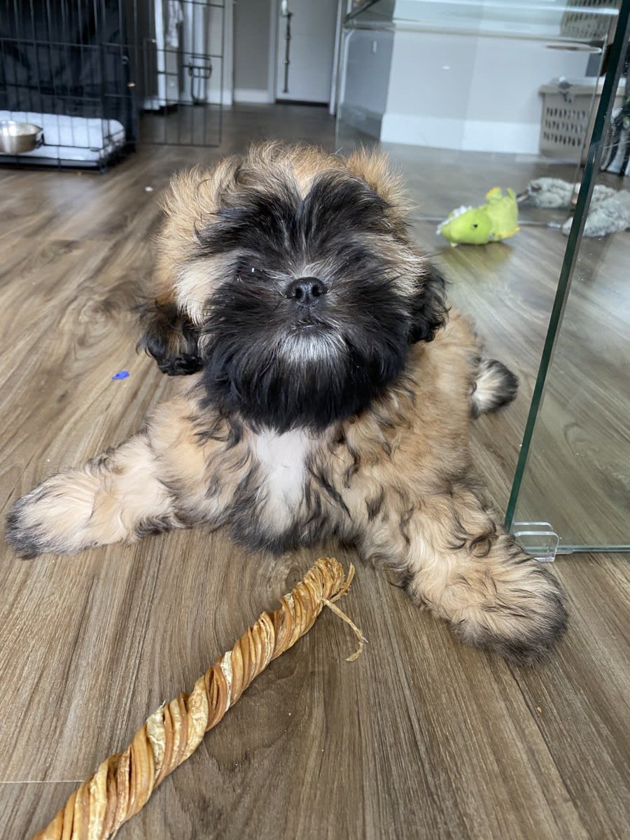 BroadstoneBP's tweet photo. Did you know we are a pet friendly community? Share a pic of your pups and cats! https://t.co/Az0kkts2Lq