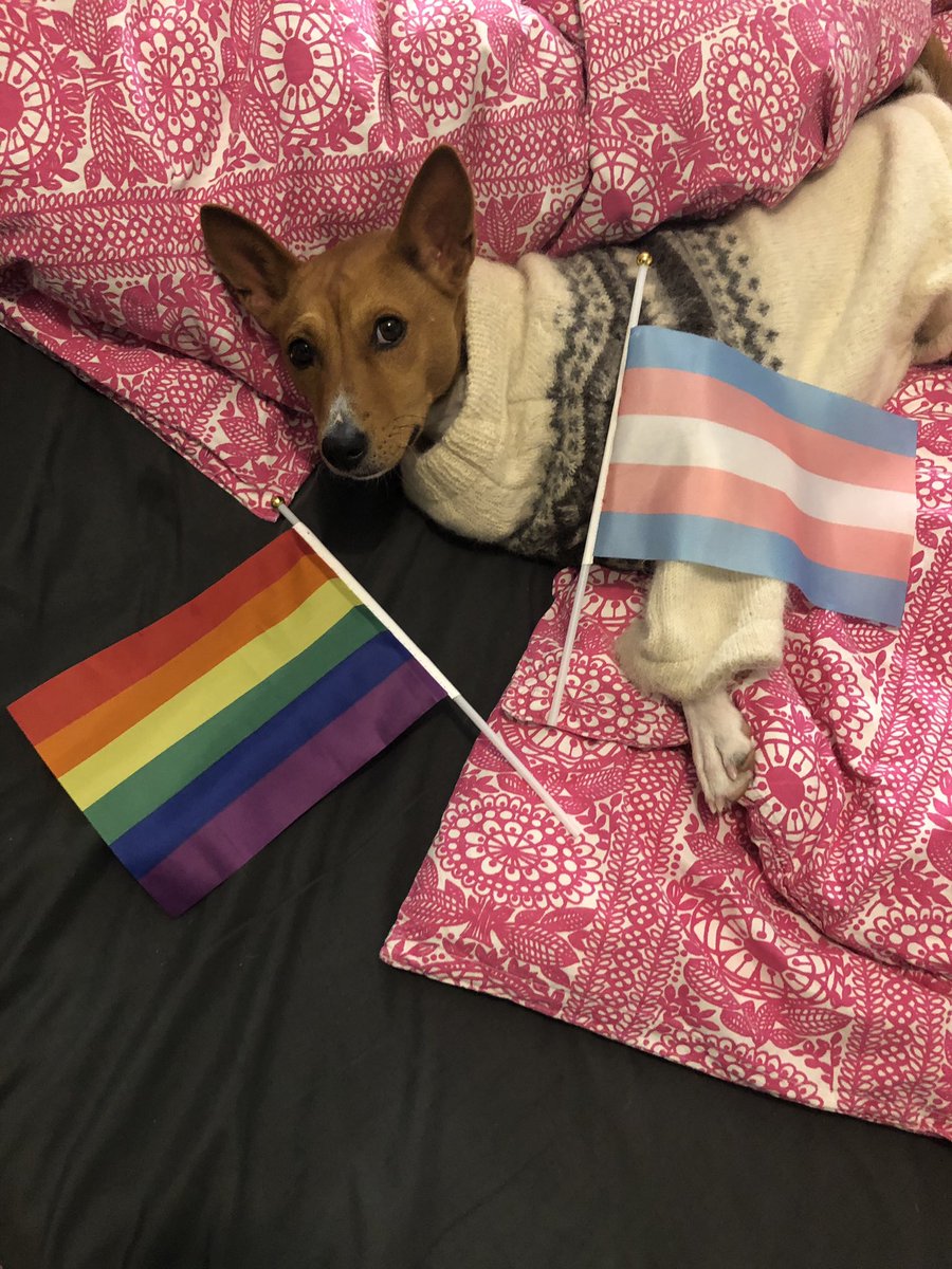 _miramei's tweet photo. #imwithpride tällä kertaa vällyjen välissä koiran ja rakkaan kanssa. Lisäksi haluaisin liputtaa inklusiivisella pride-lipulla, sen kuva lainattu netistä. #Pride2020 🖤🤎💜💙💚💛🧡❤️ https://t.co/ptm6LkcibL