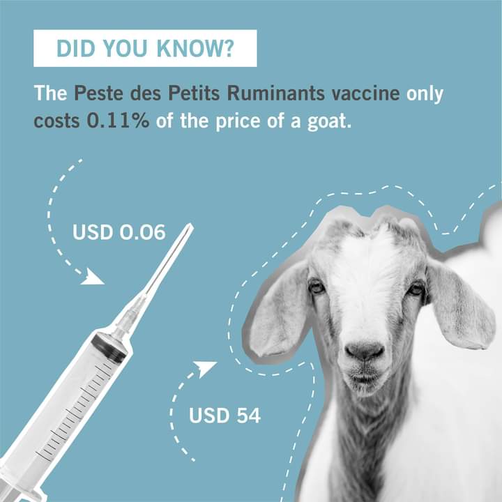 Calculate the costs! The vaccine for #PestedesPetitsRuminants (#PPR) is much cheaper than the price of a goat and helps prevent the losses caused by this devastating disease.

Let’s be cost-efficient this #WorldImmunizationWeek. Don’t hesitate, vaccinate!

#VaccinesWork