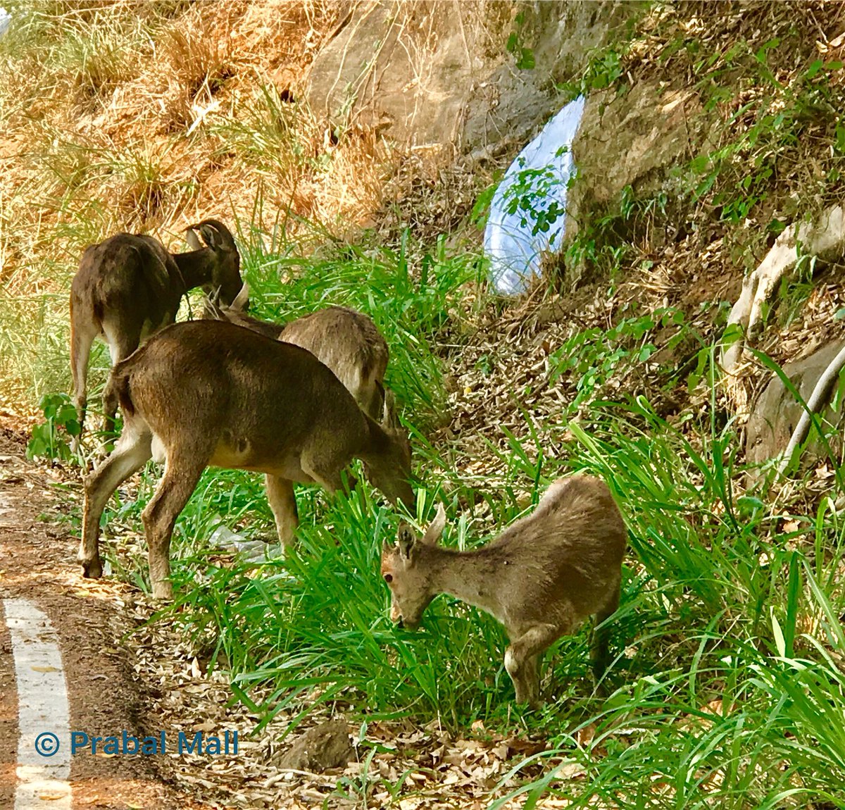 @MudumalaiTR Nilgiris Tahr!
I clicked this cute Tahr Family near Valparai, Coimbatore District, Tamil Nadu, India....
#JustNaturePM
#Iphonography https://t.co/A49yTYfEUw