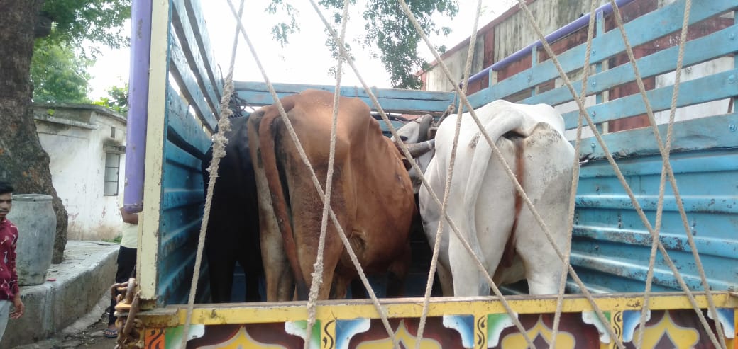 suraj1982soni's tweet photo. गौ तस्करी को जा रही गौ वंश गौ रक्षा कमांडो फोर्स खंडवा टीम के गौ भक्तो ने कसाई सहित थाने पहुँचे
@GauPrem 
@ChouhanShivraj 
@SadhviPragya_MP 
@DGP_MP https://t.co/8pPFJ70P9Y