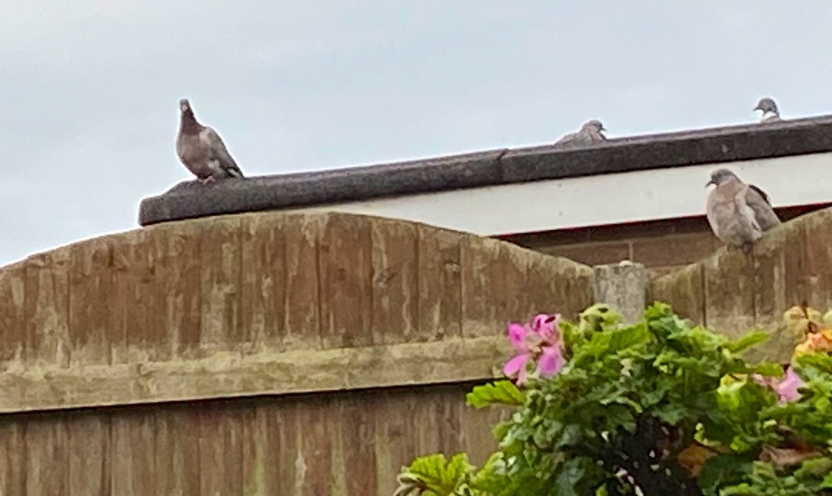 SaveOurSparrows's tweet photo. On returning home today, this beautiful Welcome by resident #Woodpigeons 

2 Adults &amp; 2 Babies all grown up. Sitting waiting on their Supper. 

Worth every scatter of seed &amp; splash of water 365. 

#CreateASanctuary #Garden #Birds https://t.co/AEz1ABB4yl