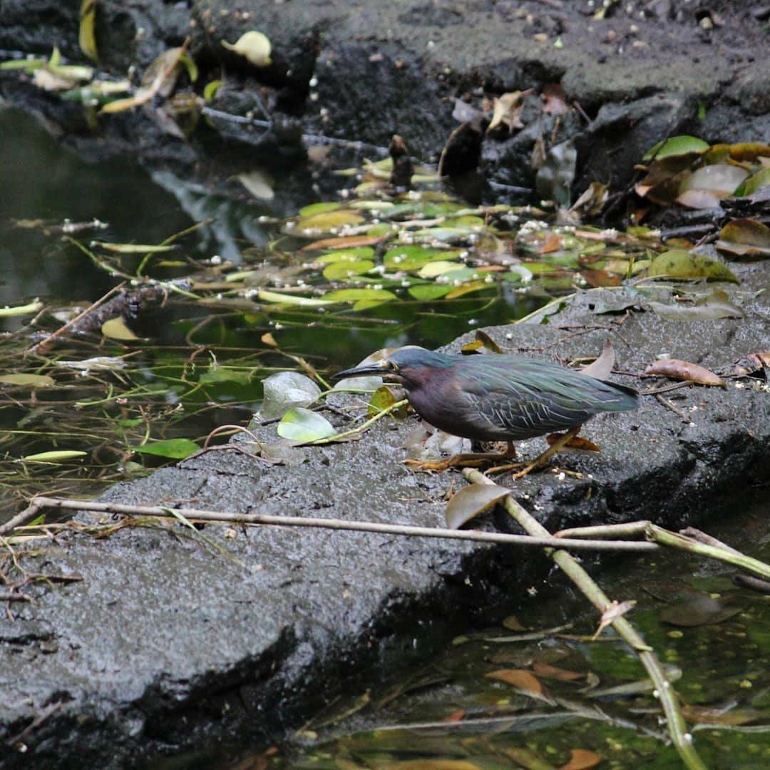 La Garcita Verde es la especie de garza más pequeña que se puede encontrar en el bosque.
De tamaño pequeño y de carácter reservado, está pequeña se la pasa buscando pequeños peces y anfibios en las partes tranquilas y solitarias de los lagos y canales del Bosque de Chapultepec.