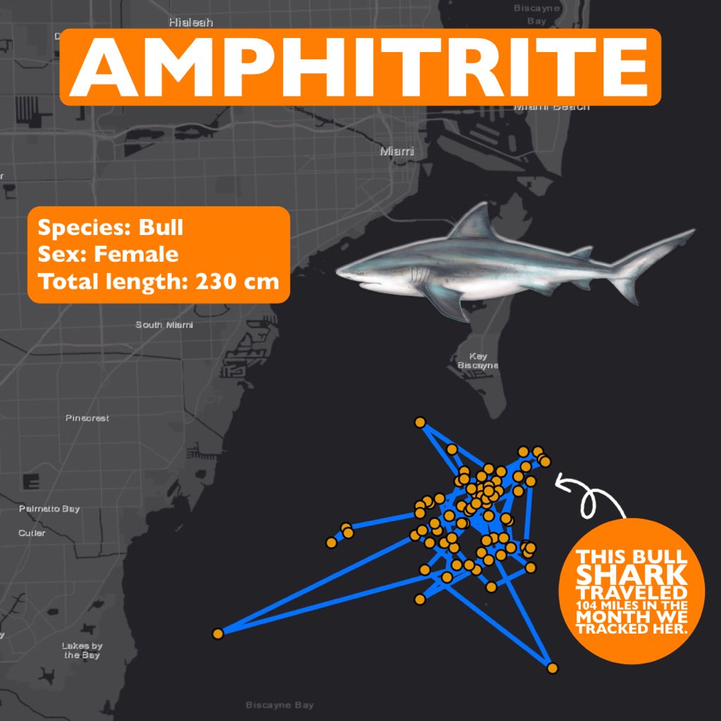 sharktagging's tweet photo. Happy #SatTagSaturday! Amphitrite was satellite tagged in 2013! We were able to track her movements off the coast of Miami for a month- and she traveled over 100 miles! https://t.co/Ad2oAqwN14