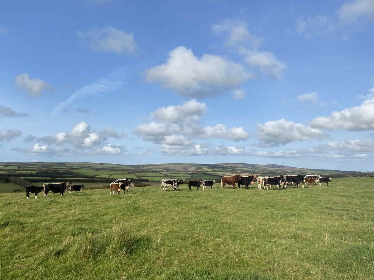 newlandfarm's tweet photo. Red Thistle and his Cows #RiggitGalloways #NFCalving21 #Pairs #AtGrass #teamStripe #ViewToDunkery #Riggitrama https://t.co/hqJURJtO0b