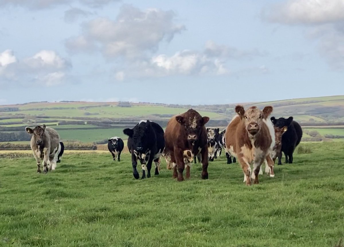 newlandfarm's tweet photo. Red Thistle and his Cows #RiggitGalloways #NFCalving21 #Pairs #AtGrass #teamStripe #ViewToDunkery #Riggitrama https://t.co/hqJURJtO0b