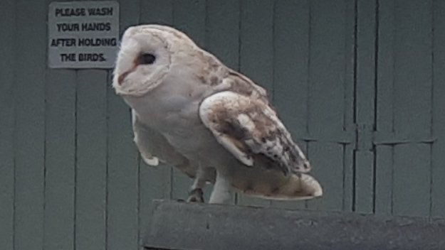 trevor_halpin's tweet photo. Jess the Barn owl @aillwee #burrenbirdsofprey https://t.co/OTP2HRxPhC