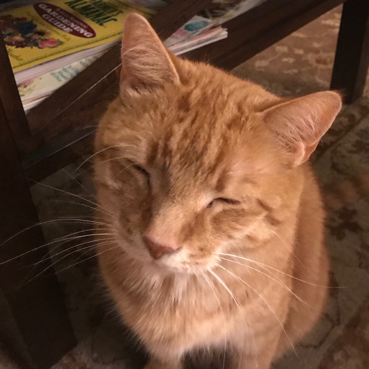 MuhsThomas's tweet photo. Hooman is not as disappointed as I am.  Without college football on #Caturday there will be no chicken wings!!  #chickenless  #chickenwing #CatsOfTwitter #CatsOnTwitter #catstagram #nofootball #tailgateless https://t.co/dYBtcMy725