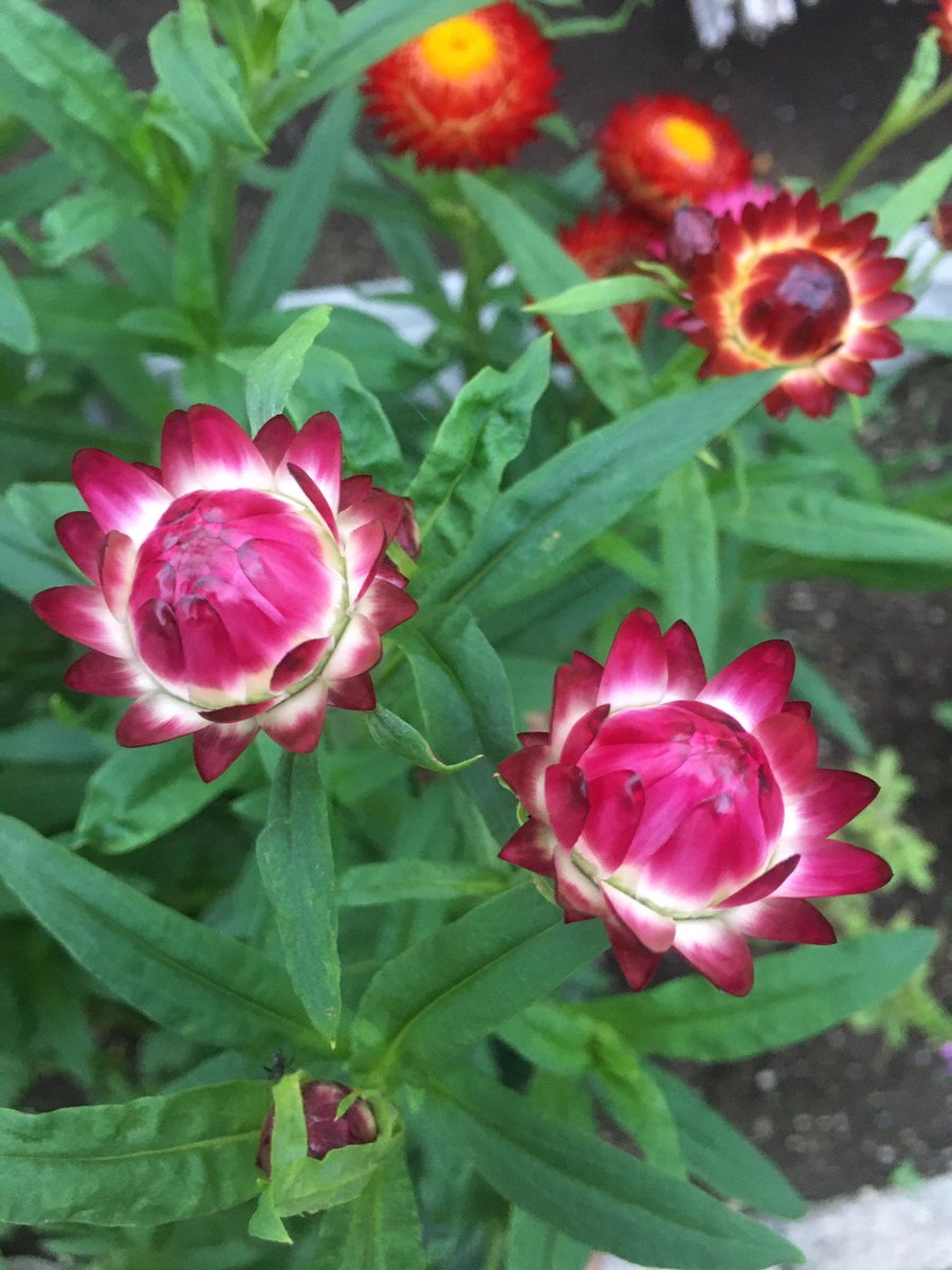 ハッシュタグ 帝王貝細工