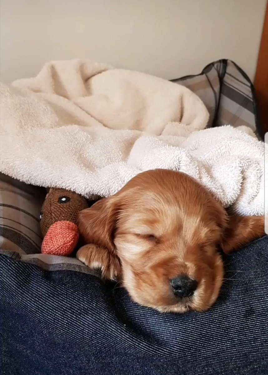 Antonella0608's tweet photo. Hola mundo!! 💕🐶 Lo mejor del 2020 lejos. https://t.co/KIvI0CfTGX
