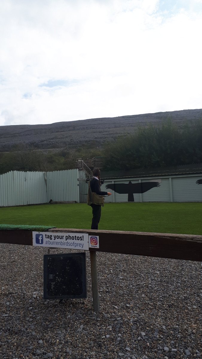 trevor_halpin's tweet photo. Batty @aillwee #burrenbirdsofprey https://t.co/JhODTfAHuE