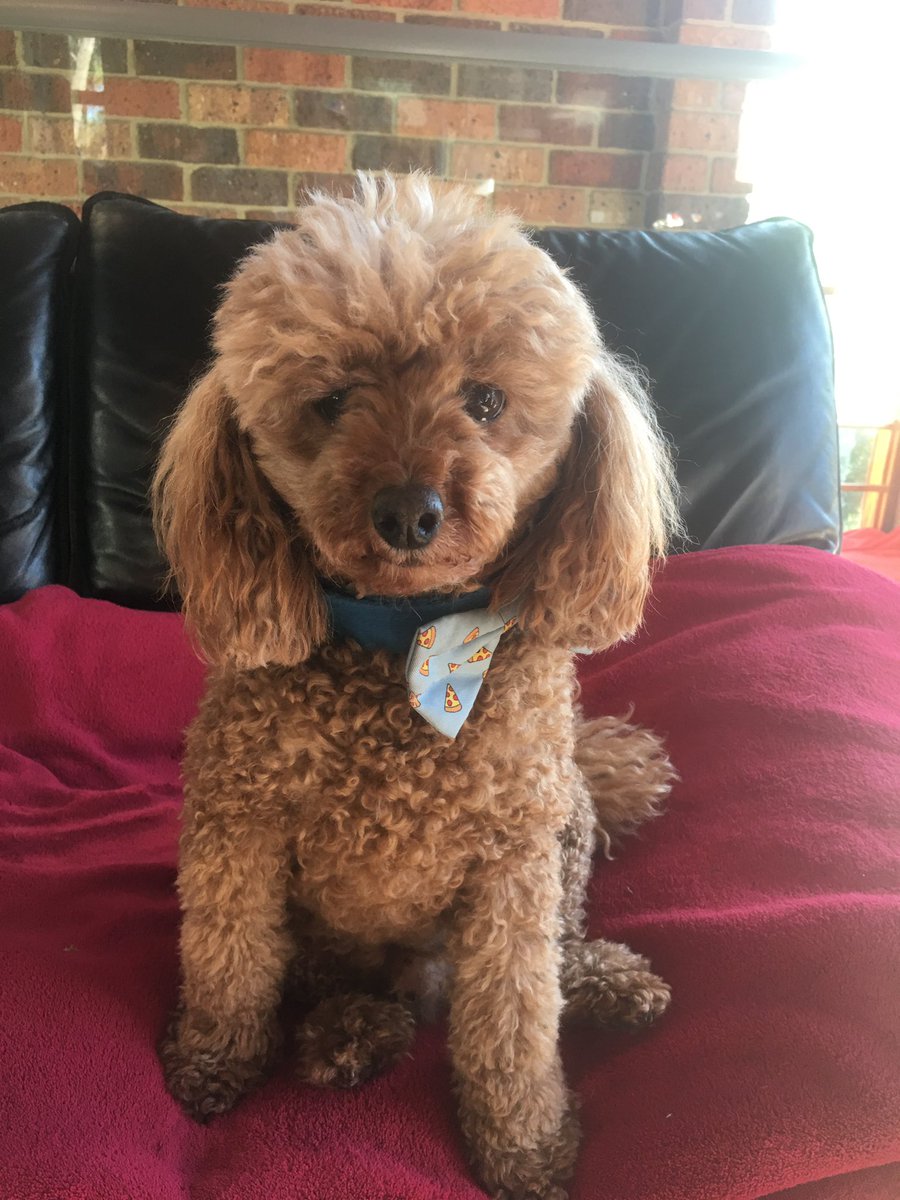 designer dogs pet grooming