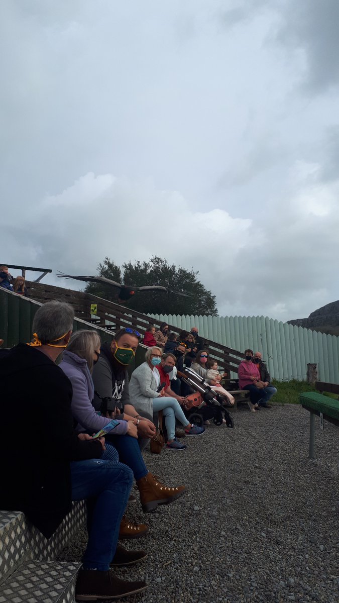trevor_halpin's tweet photo. Batty @aillwee #burrenbirdsofprey https://t.co/JhODTfAHuE