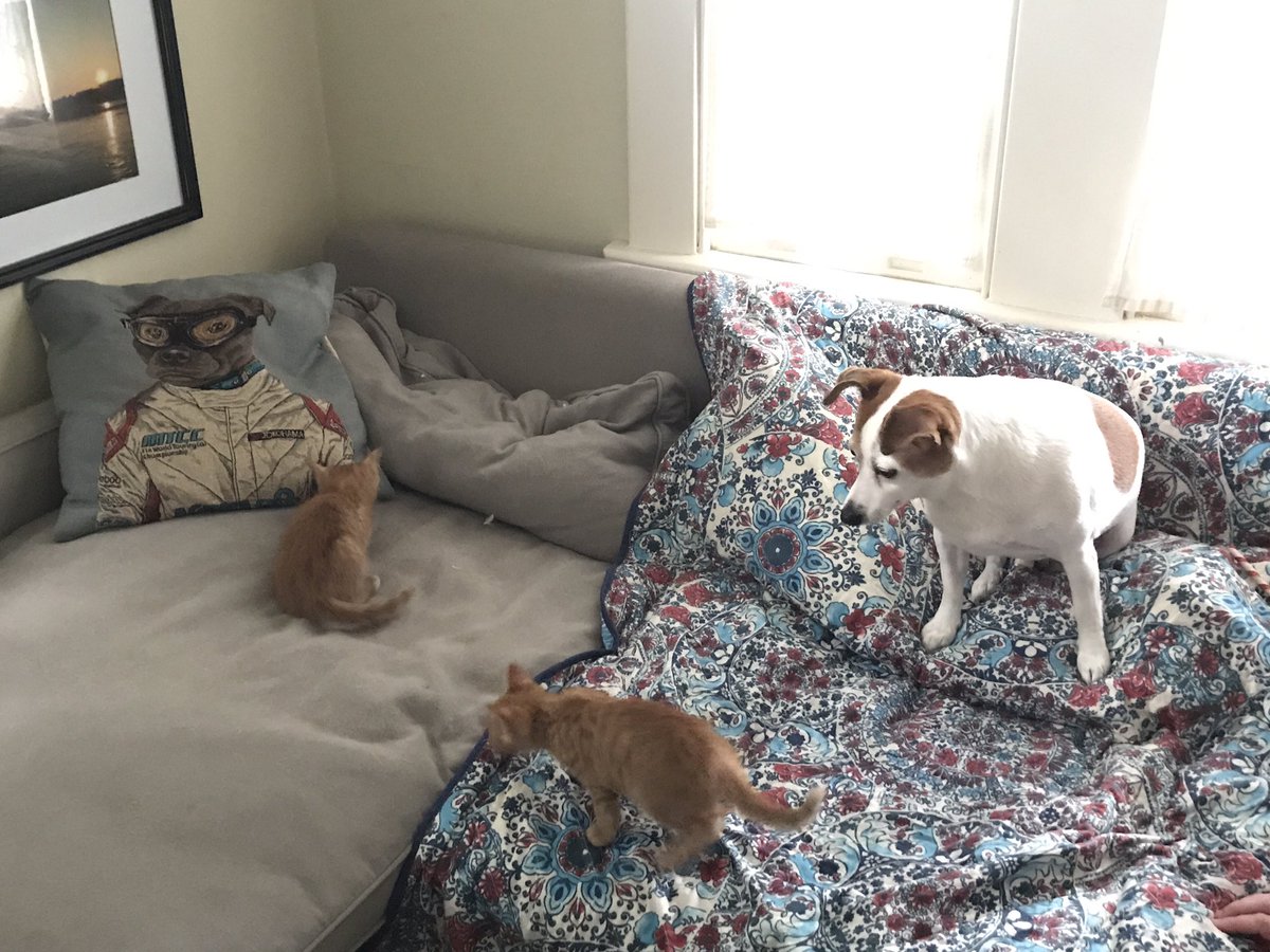 The Baked Potato approves of the invading orangeys. This election is a FRAUD!!