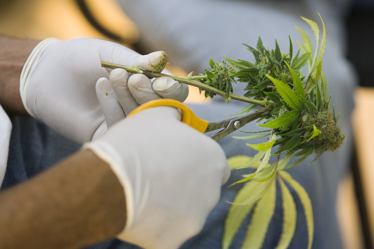 Oaksterdam's tweet photo. Keeping our #cannabis businesses and employees safe - Oaksterdam hosts #DFEH, #ALRB, and #Cal/OSHA. These free webinars are most applicable to #CaliforniaCannabis, though helpful to all. Increase your #business success! Register today at: https://t.co/fHoofeeHUy https://t.co/YcvUED3lIY