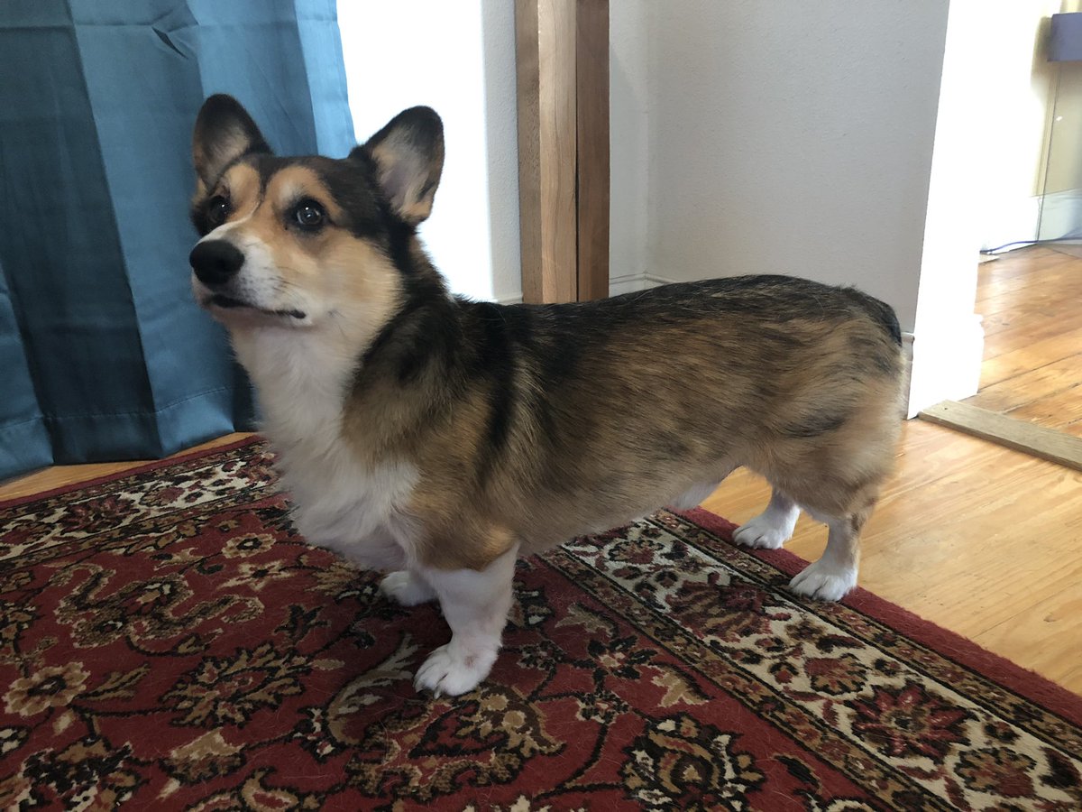 cosplaycorp's tweet photo. Someone wants their kibbles early today. #corgi #kibbletime #dogsoftwitter #CorgiCrew https://t.co/bfqH8A6Pja