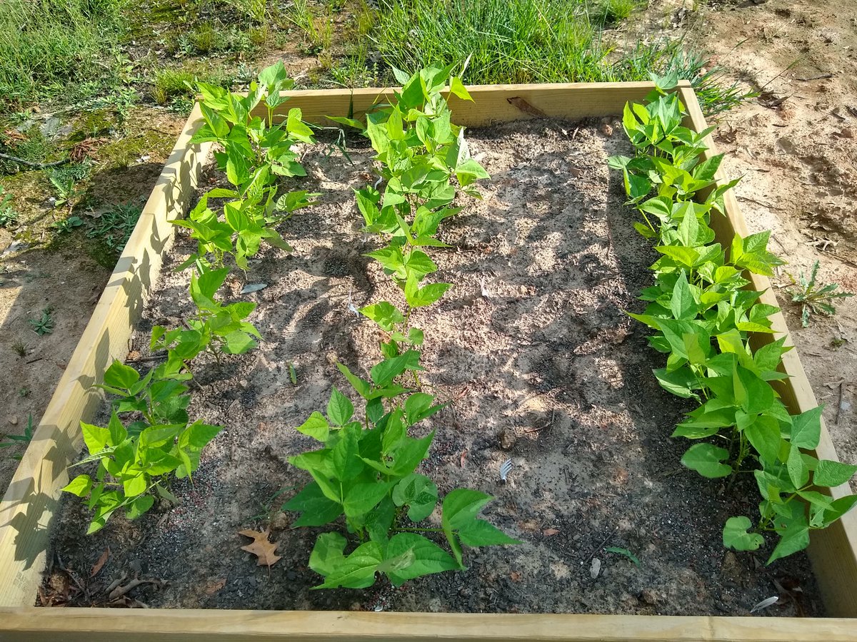 Some of our areas aren't looking to hot, some are looking pretty good. We plan on doing some expansions tomorrow to plant garlic and other fall crops. We also have plans to post some info articles about guerilla gardening tactics, resources and plants.