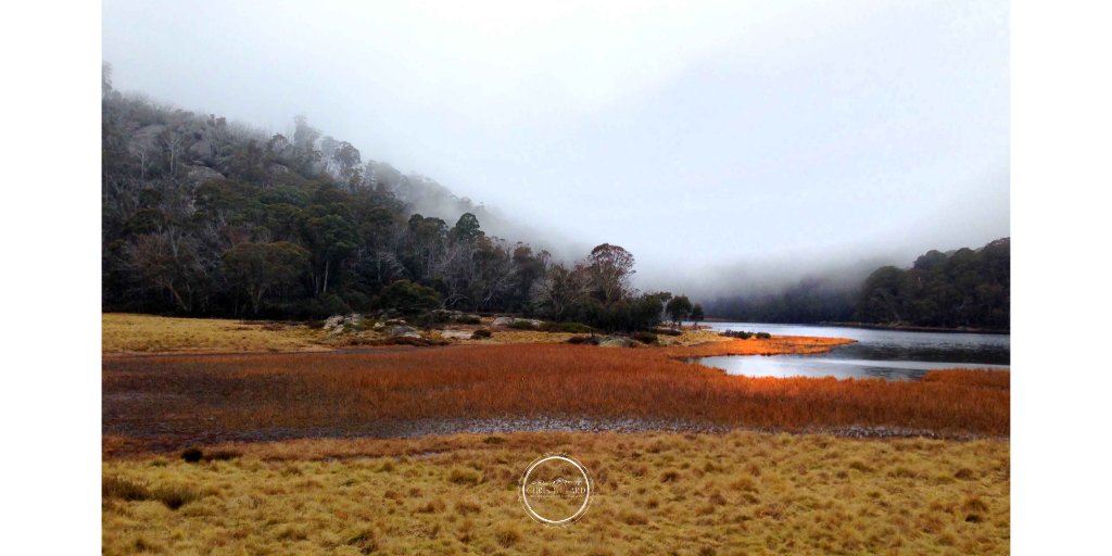 FragileLands's tweet photo. Fog blankets the forest  and lake near the top of Mount Buffalo, north east Victoria. #VictoriaHighCountry #VictoriaAustralia #MtBuffalo #VisitVictoriaAustralia #Auspol #AlpineAustralia #AustralianAlpineForest. If you like this please follow @fragiel_landscapes on Insta :) https://t.co/2AWXwgbESe