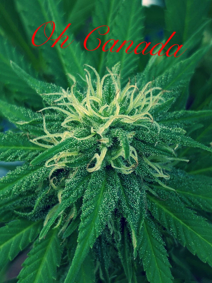CarCrazy411's tweet image. This is what my sister is growing in her backyard. Yum!! #cannabis #Canada #stickyicky