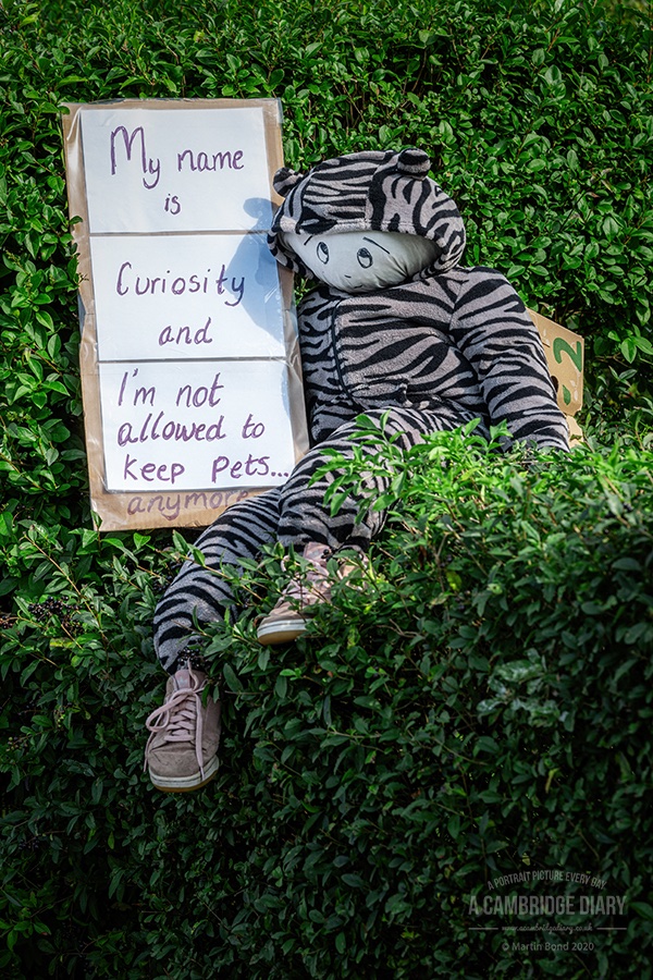 Go tomorrow if you can for the last day. #haslingfieldscarecrowfestival