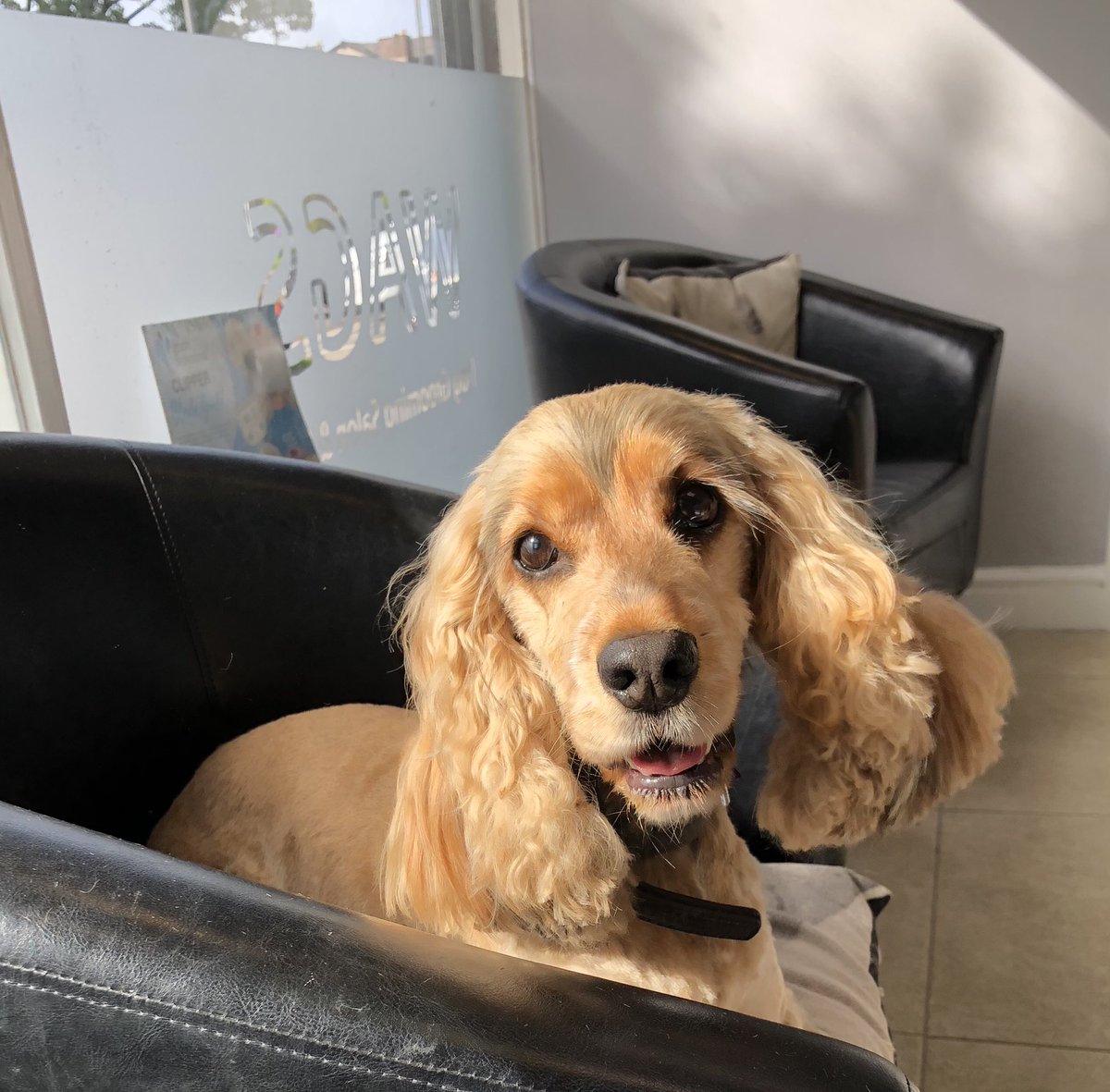 WAGSLIVERPOOL's tweet photo. #spaniel #Westie #maltese #dogsoftwitter #dogsofinstagram #dogsofliverpool #liverpooldogs #scousedogs #scousepets #scousepups #doggrooming #doggroomers #liverpool #woolton #garston @WAGSLIVERPOOL https://t.co/KYvZKhiDdH