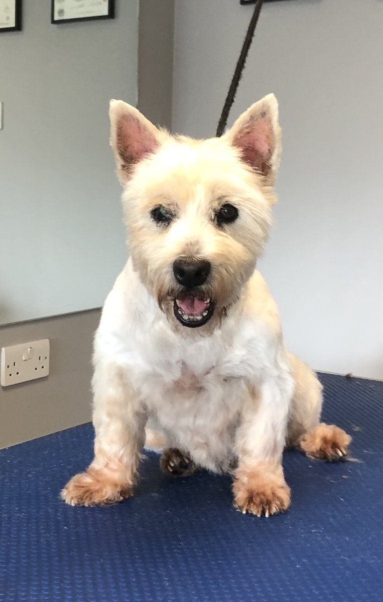 WAGSLIVERPOOL's tweet photo. #spaniel #Westie #maltese #dogsoftwitter #dogsofinstagram #dogsofliverpool #liverpooldogs #scousedogs #scousepets #scousepups #doggrooming #doggroomers #liverpool #woolton #garston @WAGSLIVERPOOL https://t.co/KYvZKhiDdH