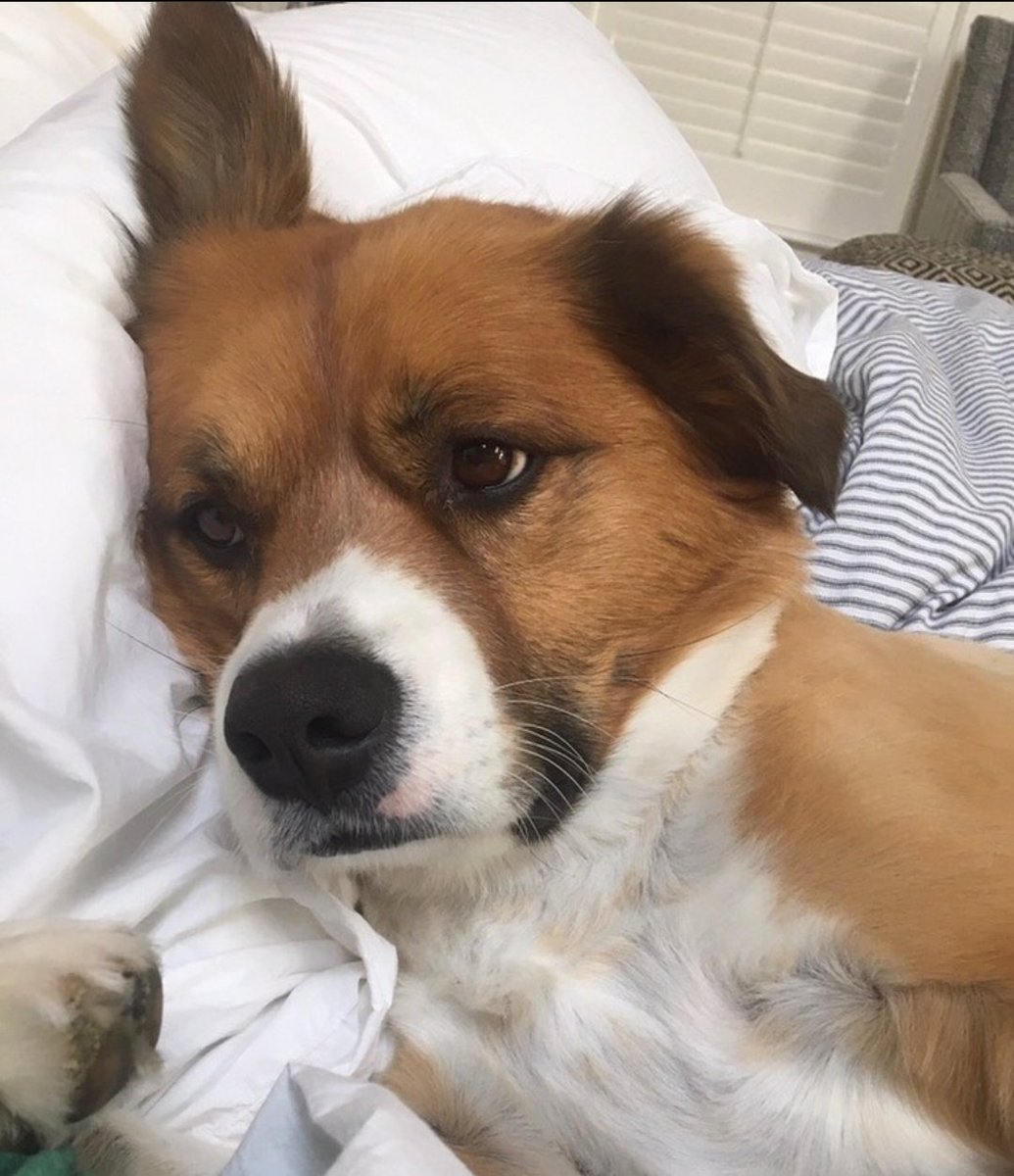 malo_neba_ara's tweet image. Aprovecho de que Chris Evans es tendencia para publicar unas fotos que derriten