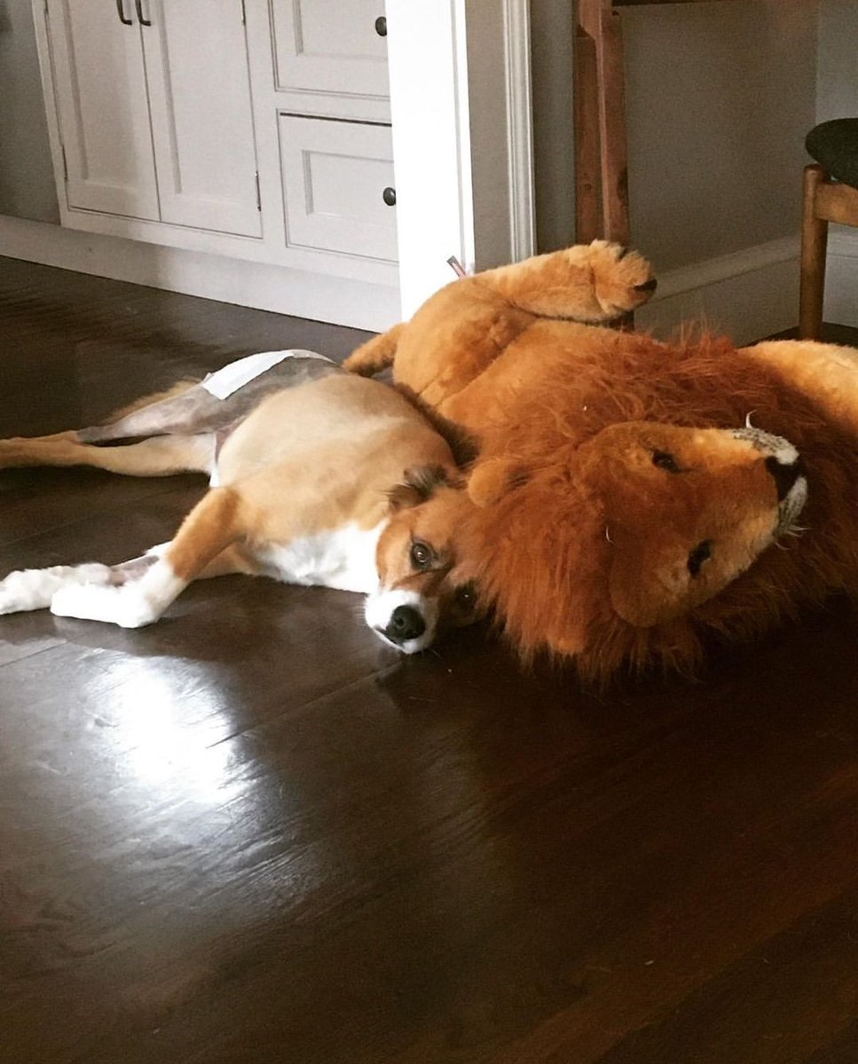 malo_neba_ara's tweet image. Aprovecho de que Chris Evans es tendencia para publicar unas fotos que derriten