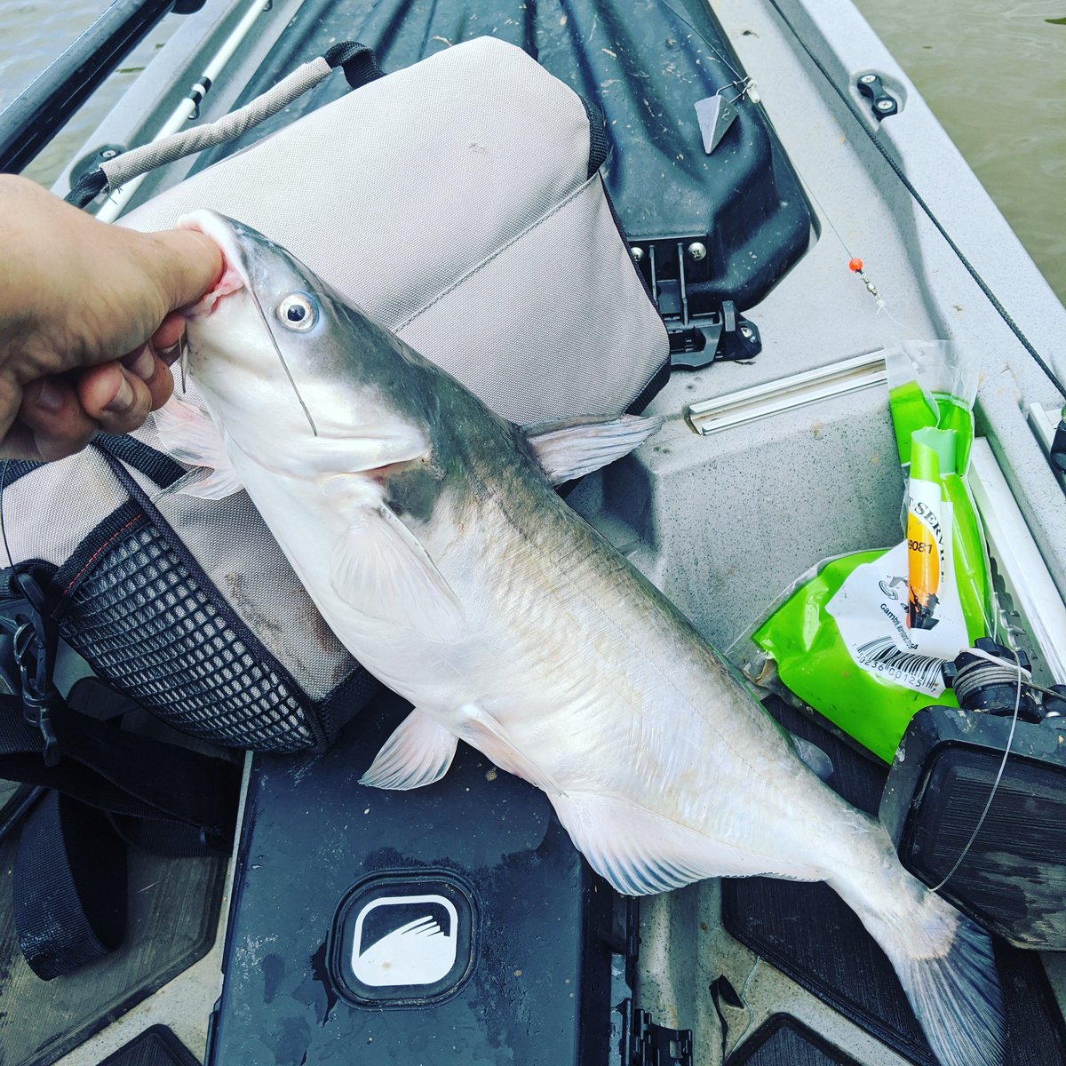 YakLogic's tweet image. Found out why you don&apos;t lip cats, these guys can chomp! Caught this fella on a fish finder rig with 🦑
#Catfish #Potomac