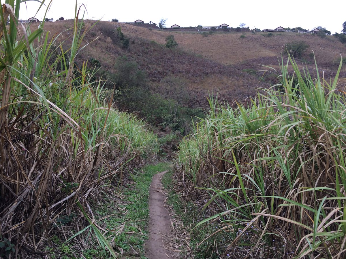 ewanm's tweet photo. Sunset, sugarcane and streams - with a @DVTSoftware charity donation to top it off #DVTDoGood https://t.co/Gg9rsvKj8a