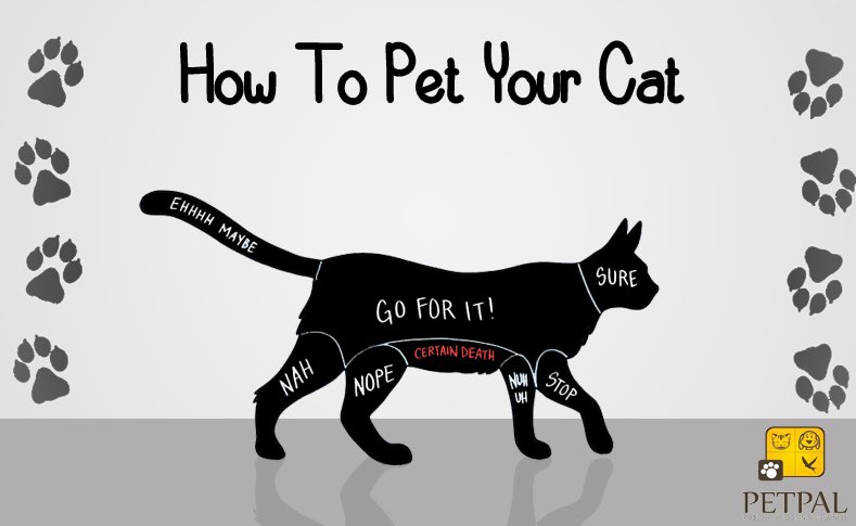 بطن القطو من الاماكن المحرمه انك تلمسها(تبي يشوه جسمهك) ألمس بطنه!لكن اذا انسدح على ظهره بهالطريقه و جفس ايده وماطلع مخالبه يعني انا واثق فيكشوف انا مطلع لك بطني يتبع..