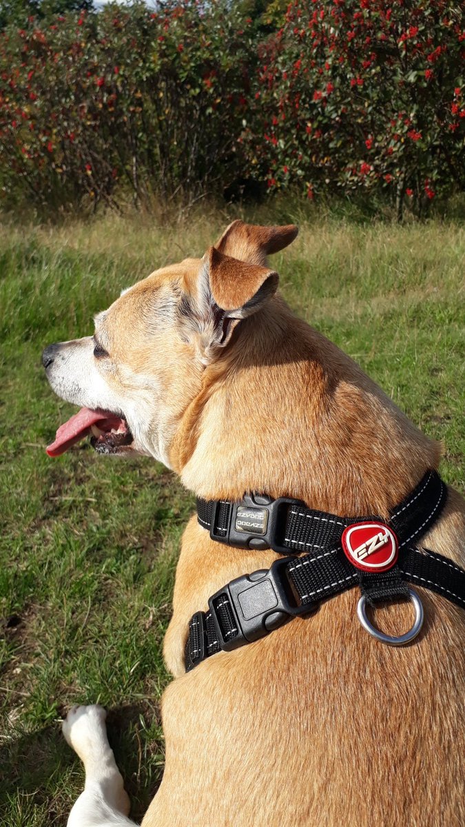 DebbKevShelNTW's tweet photo. Had a lush walk with this gorgeous creature today #StaffieSaturday - she had to have a few rests, like her mam 😜 but a good start to @CNTWNHS #AWOYM and #pedometerchallenge https://t.co/IBFXbnsYJK