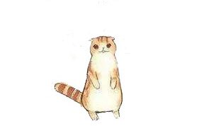 اذا وقف لك هالوقفه الغبيه جنه سنجاب يعني ترى انا يوعان 