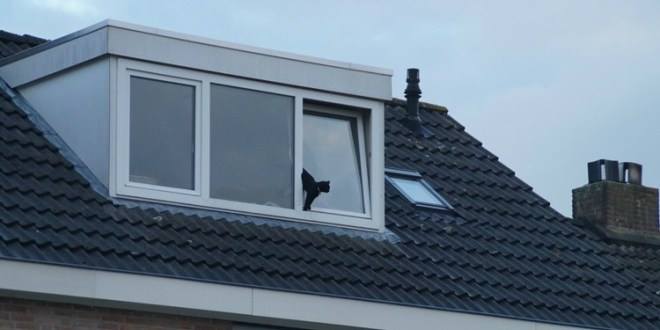 Pas op met #kiepramen! Waarom? Dat leest u hier: ow.ly/mIt430r9jz4 #katten #dierenlot