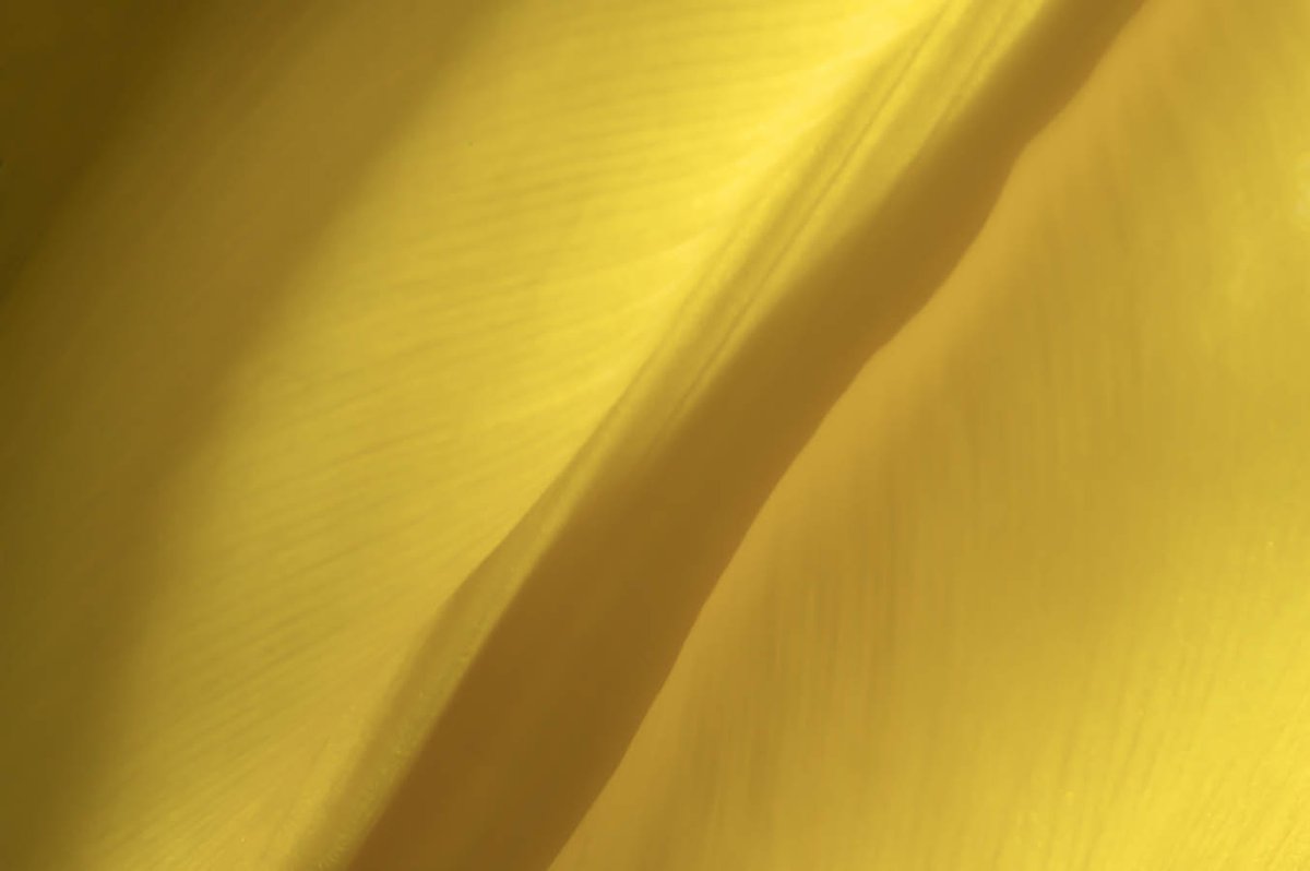 robstract33's tweet photo. yellow x 3 ... #photographer #photos #abstractphotography #minimalist #yellow #Flowers                 @ThePhotoHour https://t.co/Rgd6Ee9jB8