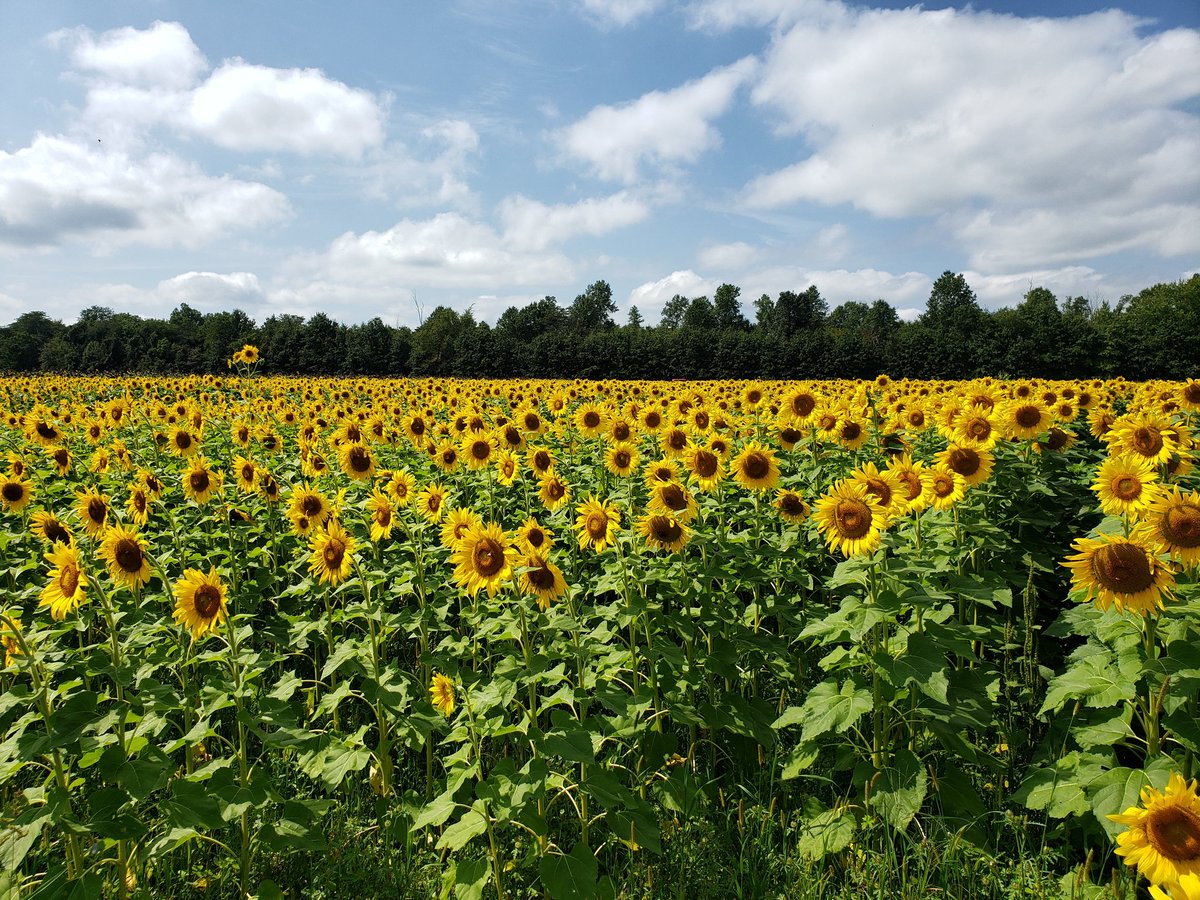 wnchem's tweet photo. Had a great time here today! Fields of sunflowers, corn maze, soybeans, and more. #OutdoorWeekend https://t.co/V5KShmMIXb