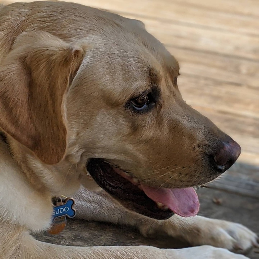DJDellsperger's tweet photo. Such a good picture of my Sudo (you can even see his name on his tag)

#labsOfInstagram #sudoTheLab #itsNiceOutside #caturdaysAreForTheDogs https://t.co/kDygqAdEZU https://t.co/aCoYx5Xl05