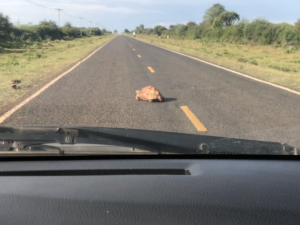 cnyambura's tweet image. I saw a tortoise today ☺️☺️ #randomthings