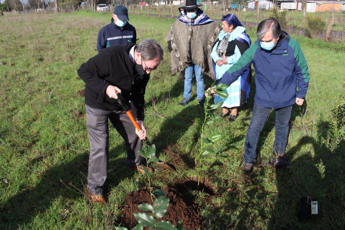 Instituto Forestal tweet media