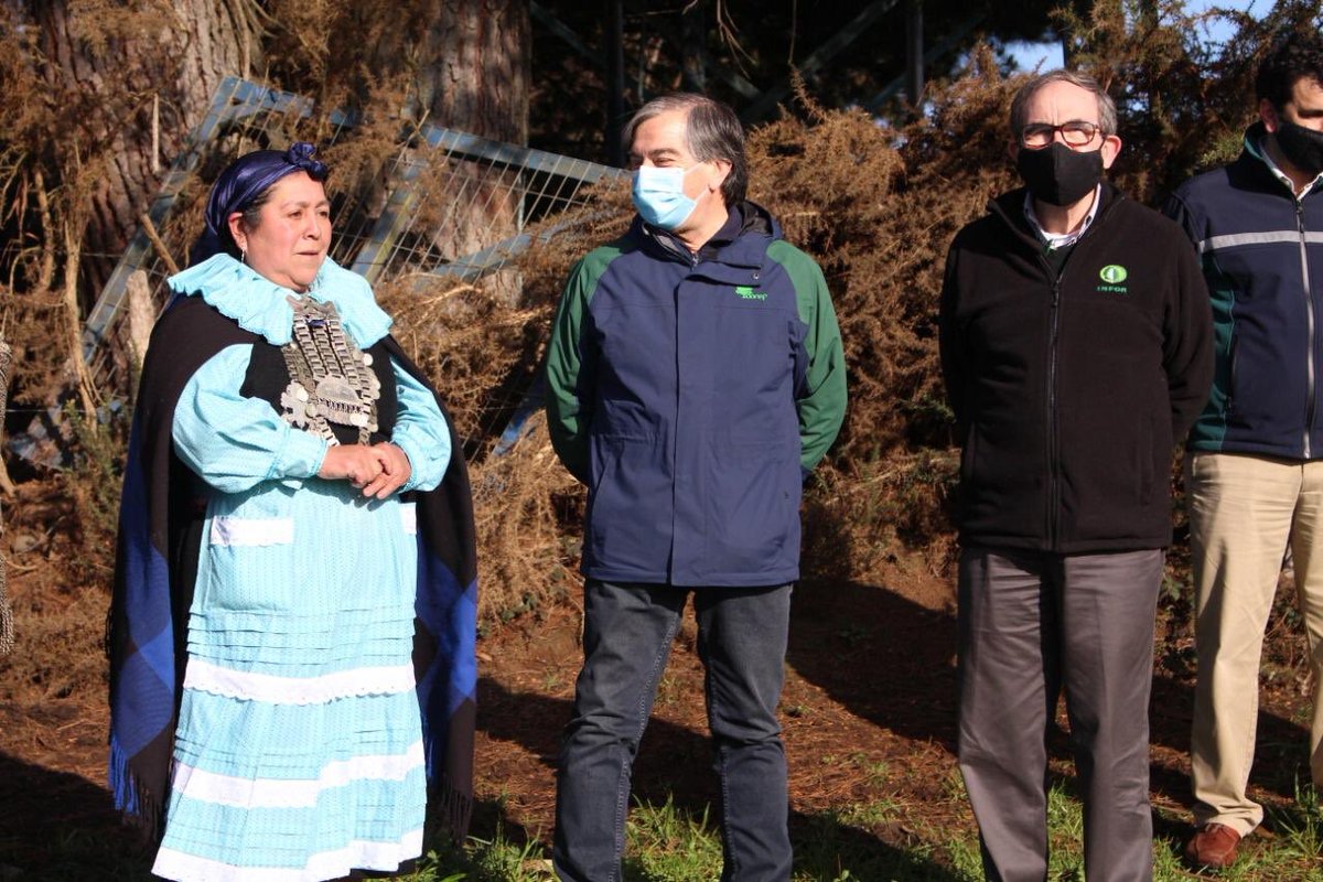 Instituto Forestal tweet media