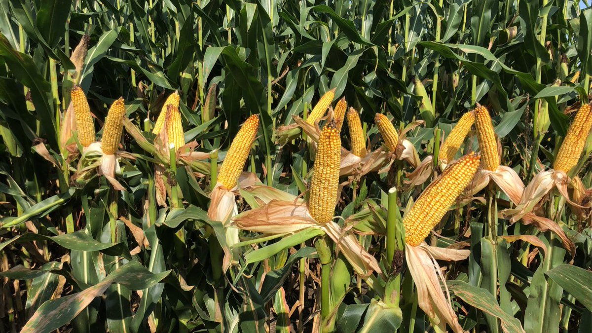 CBowlingAg's tweet photo. It’s going to be fun to run this @GldnHarvest 🌽 plot in Shelby County OH this fall! #BinBuster #RootedIn @Wayde_Looker @GregHolthaus1 https://t.co/dbozmgMXiq
