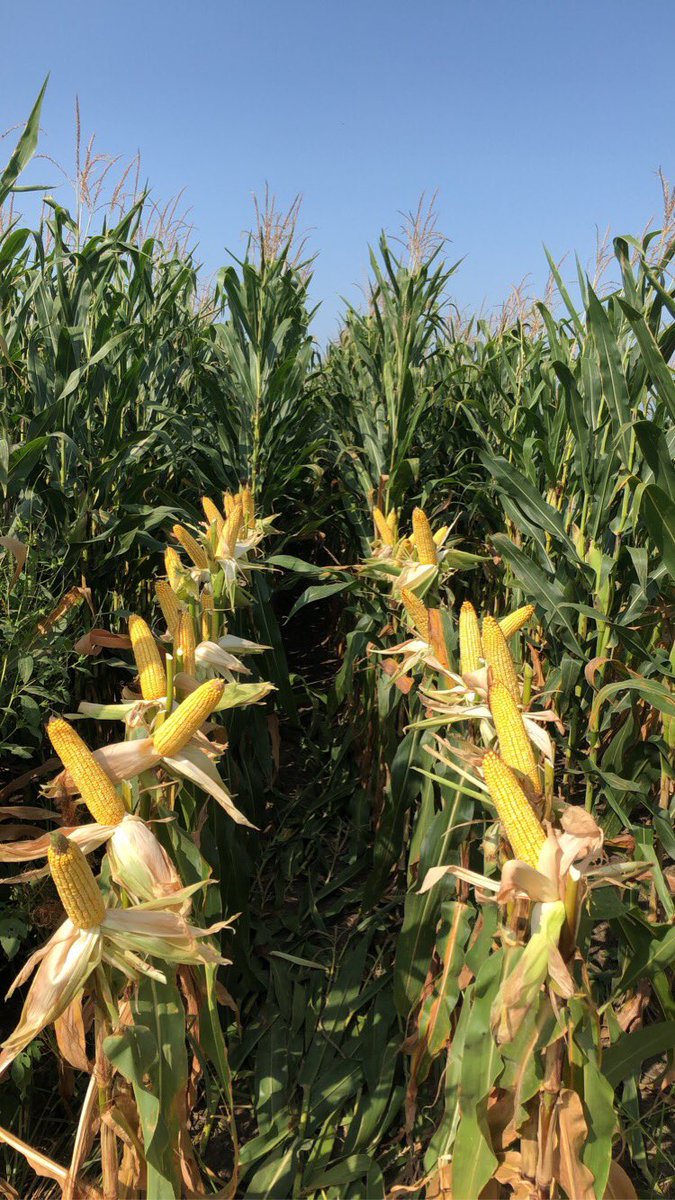 CBowlingAg's tweet photo. It’s going to be fun to run this @GldnHarvest 🌽 plot in Shelby County OH this fall! #BinBuster #RootedIn @Wayde_Looker @GregHolthaus1 https://t.co/dbozmgMXiq